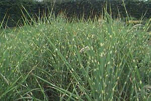 Miscanthus sinensis 'Strictus' P9