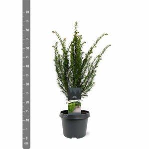 Taxus baccata 175/200 KL. - afbeelding 34