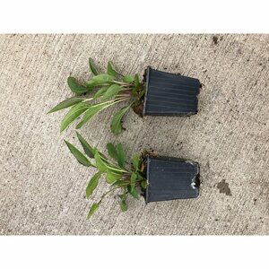 Echinacea purpurea P9 - afbeelding 10