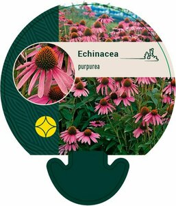 Echinacea purpurea P9 - afbeelding 2