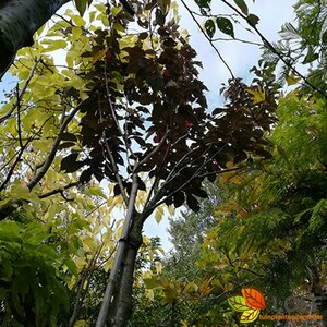 Prunus serrulata 'Kanzan' ST. 180 8-10 C.  - afbeelding 3
