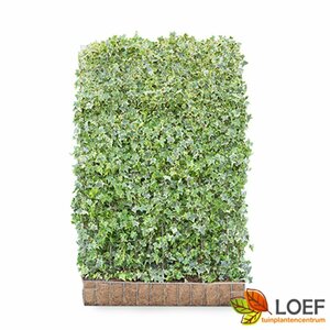 Hedera helix 'Goldchild' 80/100 C. - afbeelding 2