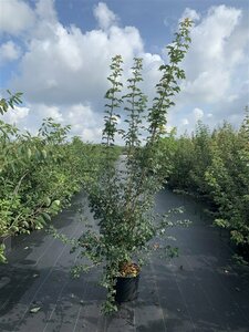 Acer campestre 80/100 C. - afbeelding 5