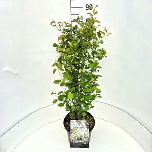 Amelanchier lamarckii 250/275 C. Meerstammig - afbeelding 8