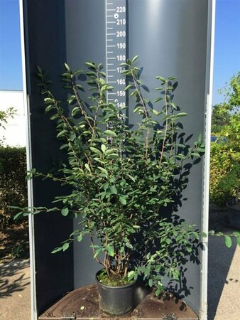 Amelanchier lamarckii 250/275 C. Meerstammig - afbeelding 7