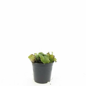 Phlomis russeliana P9 - afbeelding 3