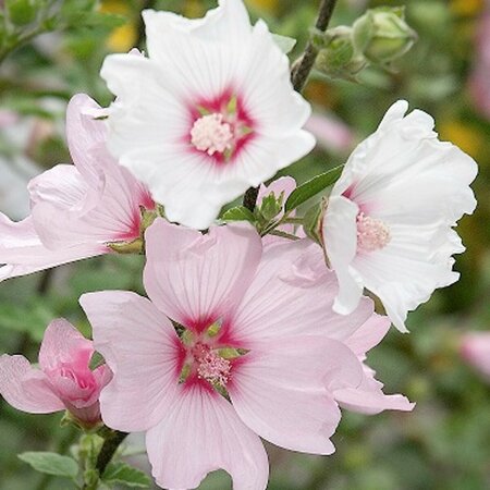 Lavatera thuringiaca 'Barnsley' P9 - afbeelding 2