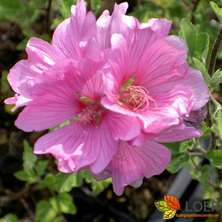 Lavatera thuringiaca 'Barnsley' P9 - afbeelding 1