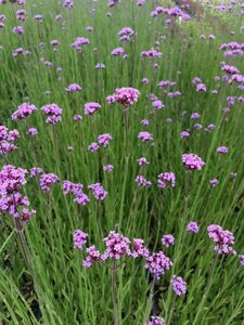 Verbena bonariensis C2 - afbeelding 7
