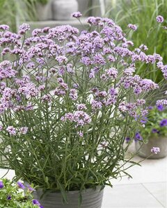 Verbena bonariensis 'Lollipop' P9 - afbeelding 4