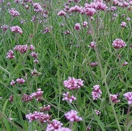 Verbena bonariensis 'Lollipop' P9 - afbeelding 6