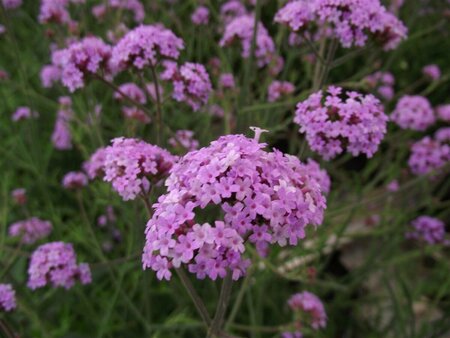 Verbena bonariensis 'Lollipop' P9 - afbeelding 5
