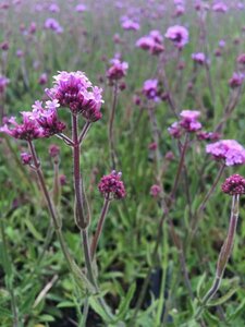 Verbena bonariensis 'Lollipop' P9 - afbeelding 3