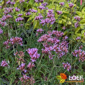 Verbena bonariensis 'Lollipop' P9 - afbeelding 9
