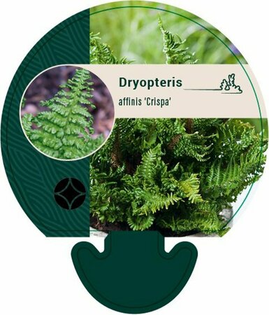 Dryopteris affinis 'Crispa' P11 - afbeelding 4