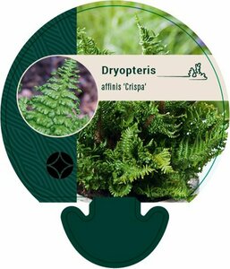 Dryopteris affinis 'Crispa' P11 - afbeelding 4
