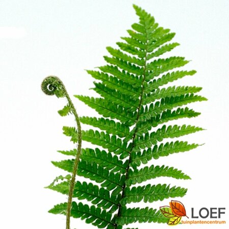 Dryopteris affinis 'Crispa' P11 - afbeelding 1