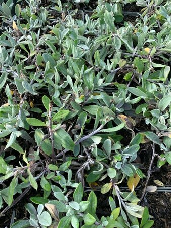 Anaphalis triplinervis P9 PlanetProof - afbeelding 8