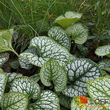 Brunnera macrophylla 'Sea Heart' P9 PlanetProof - afbeelding 1