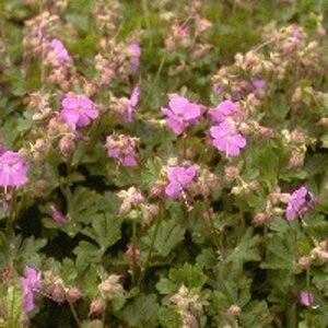 Geranium cantabrigiense 'Cambridge' P9 PlanetProof - afbeelding 4