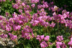 Geranium cantabrigiense 'Cambridge' P9 PlanetProof - afbeelding 5