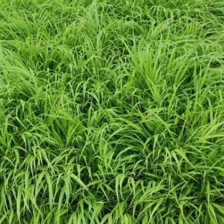Hakonechloa macra P9 PlanetProof - afbeelding 3