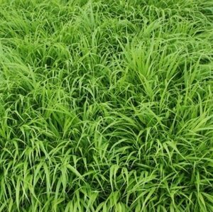 Hakonechloa macra P9 PlanetProof - afbeelding 3