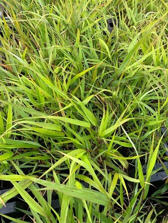 Hakonechloa macra P9 PlanetProof - afbeelding 10