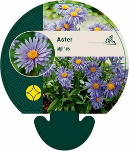 Aster alpinus P9 PlanetProof