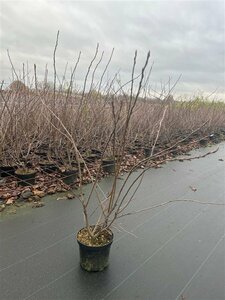 Amelanchier lamarckii 200/225 KL. - afbeelding 6