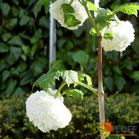 Viburnum opulus 60/80 C. - afbeelding 1