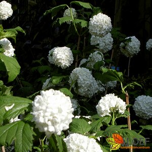 Viburnum opulus 60/80 C. - afbeelding 2