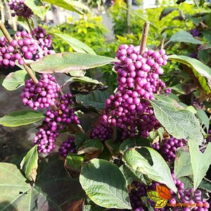 Callicarpa bodinieri 'Profusion' 125/150 KL.