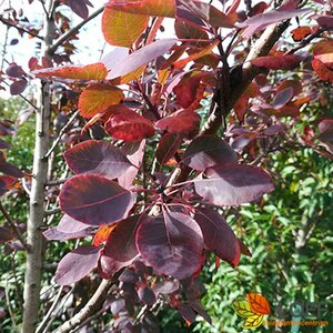 Cotinus coggrygia 'Royal Purple' 125/150 KL.