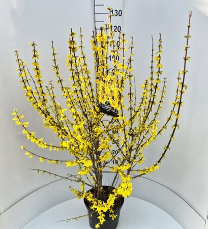 Forsythia intermedia 'Spectabilis' 150/175 KL. - afbeelding 13