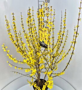 Forsythia intermedia 'Spectabilis' 150/175 KL. - afbeelding 11