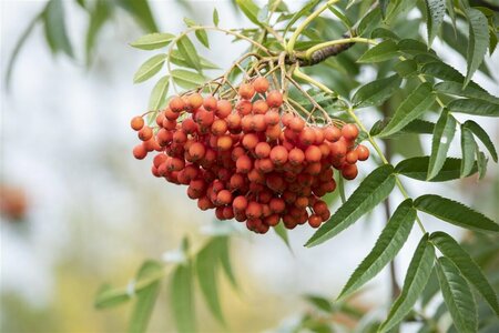 Sorbus 'Dodong' 10-12 C.  - afbeelding 2