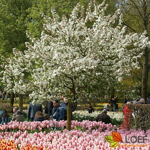 Malus 'Red Sentinel' 8-10 C.  - afbeelding 5