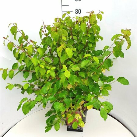 Cornus sanguinea 'Midwinter Fire' 100/125 KL. - afbeelding 9