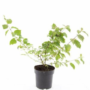 Cornus sanguinea 'Midwinter Fire' 100/125 KL. - afbeelding 12