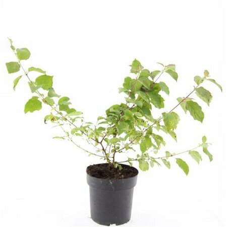 Cornus sanguinea 'Midwinter Fire' 150/175 KL. - afbeelding 12