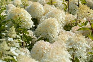 Hydrangea paniculata 'Phantom' ST. 150 C.  - afbeelding 2