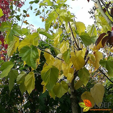 Morus alba 'Macrophylla' ST. 245 8-10 C. Dak 