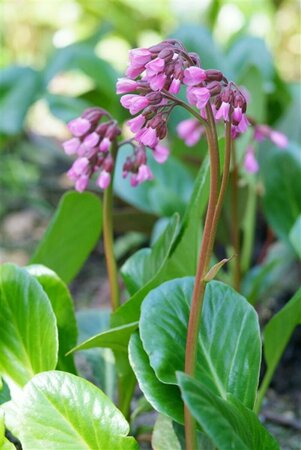 Bergenia cordifolia P9 - afbeelding 1