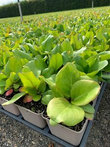 Bergenia cordifolia P9 - afbeelding 2