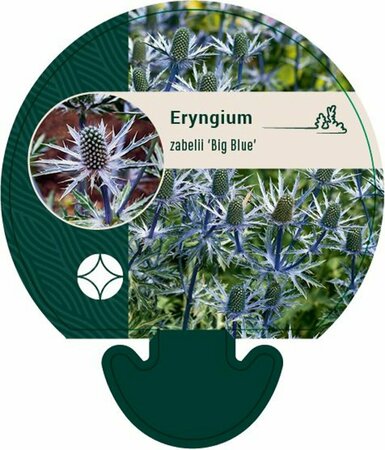 Eryngium zabelii 'Big Blue' P9 - afbeelding 1