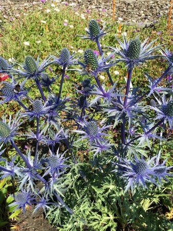 Eryngium zabelii 'Big Blue' P9 - afbeelding 5