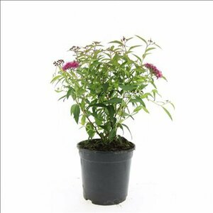 Spiraea japonica 'Anthony Waterer' C1.5 - afbeelding 5