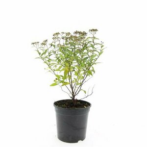 Spiraea japonica 'Anthony Waterer' C1.5 - afbeelding 4