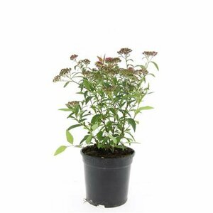 Spiraea japonica 'Anthony Waterer' C1.5 - afbeelding 8